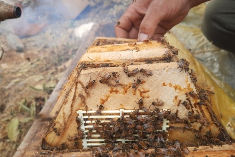 Konya'da ayı korkusundan arıcılar ballarını erken hasat etti!