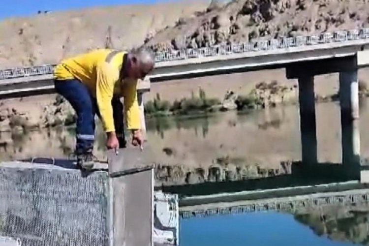 Erzincan'da nesli t&uuml;kenmekte olan su samuru &ouml;nce yakalandı sonra doğaya salındı!