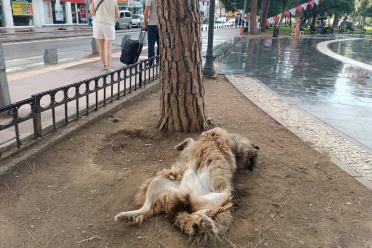 Samsun'da k&ouml;peğin enteresan uyuma şekli vatandaşların dikkatini &ccedil;ekti!