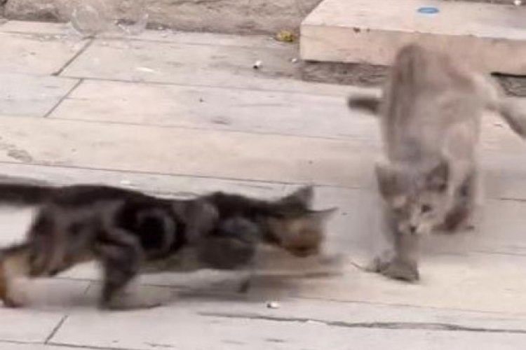 Elazığ'da tebess&uuml;m ettiren kedilerin fare le oyunu kameraya takıldı!