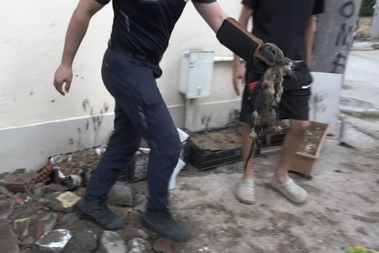 Bursa'da yavru kedi i&ccedil;in 7 saatlik operasyon: Herkesten Allah razı olsun