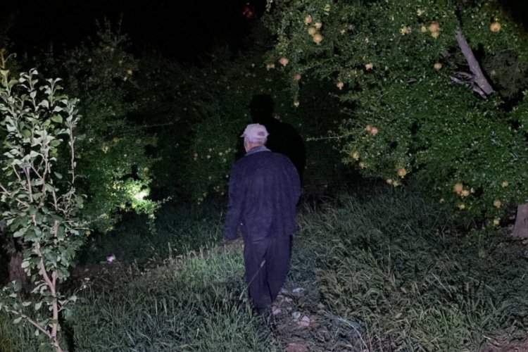 Adana'da domuzlar meyve bah&ccedil;elerini talan etti: &Ccedil;ift&ccedil;iler n&ouml;bette!