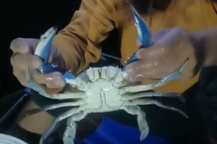 Sinop'ta  dev b&uuml;y&uuml;kl&uuml;ğ&uuml;ndeki mavi yenge&ccedil; balık&ccedil;ıyı şaşkına &ccedil;evirdi!