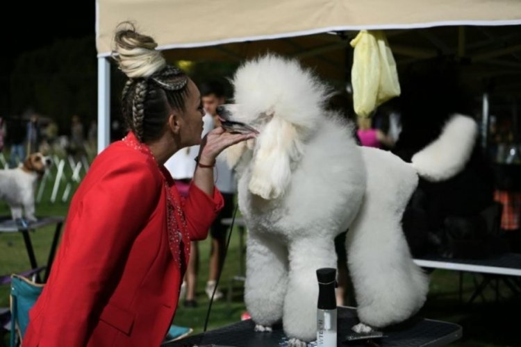 Aydın'da d&uuml;zenlenen 'International Dog Show' sona erdi