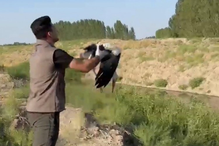 Iğdır'da  sağlığına kavuşan leylek doğaya kanat &ccedil;ırptı!