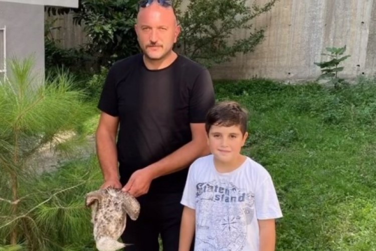 Sinop'ta sağlığına kavuşan martı doğaya bırakıldı!