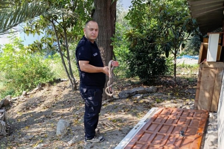 Hatay'da s&uuml;rpriz misafir: Evde yılan paniği!