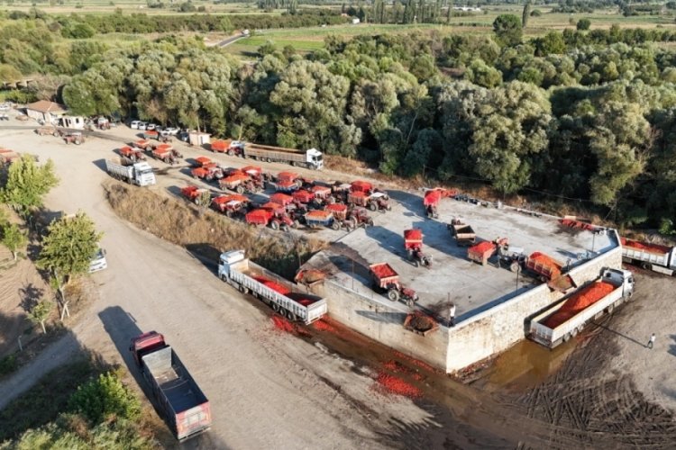 Balıkesir'de domates tarlada kaldı