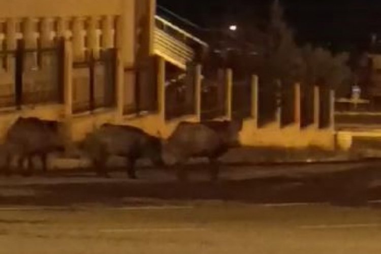 Ardahan'da şaşırtan g&ouml;r&uuml;nt&uuml;:Domuz s&uuml;r&uuml;s&uuml; şehre indi