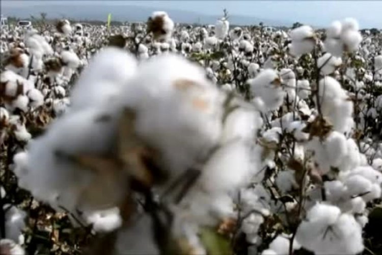 Aralarında Bursa'nın şeftalisi ve siyah inciri de var! Bakanı Yumaklı son rakamı açıkladı