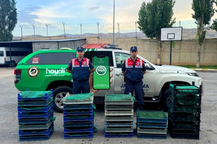 Kurbağa avcılarına rekor ceza