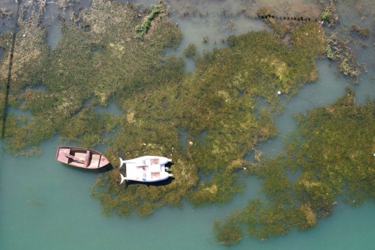 Seyhan Nehri yosunlardan arındırılıyor