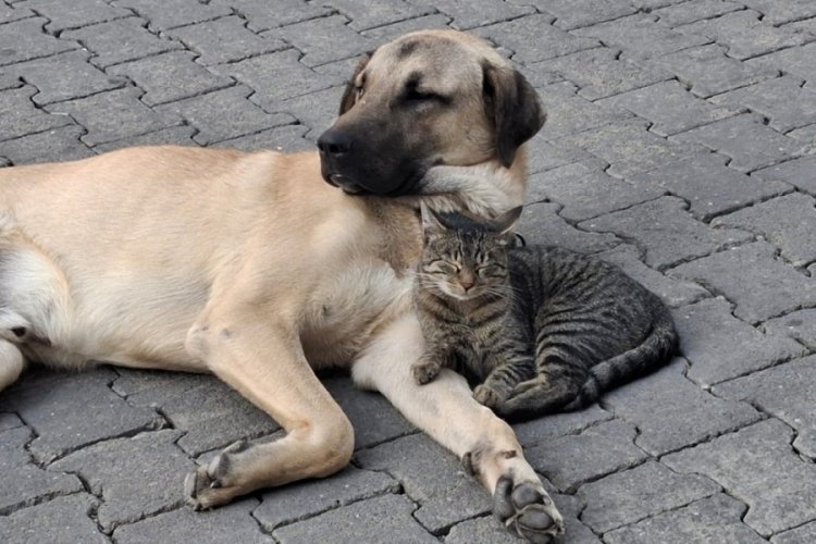 Kedi ile köpeğin muhteşem dostluğu