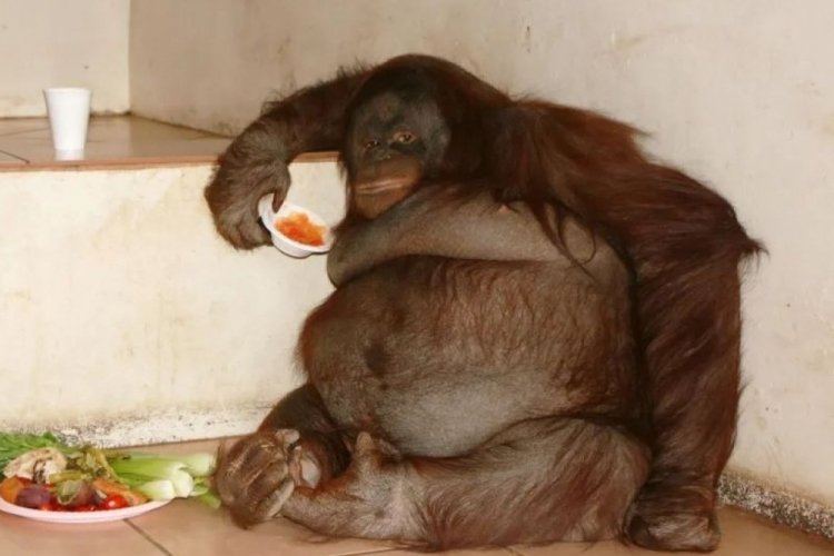 Dünyanın en şişman orangutanı spora başladı! 