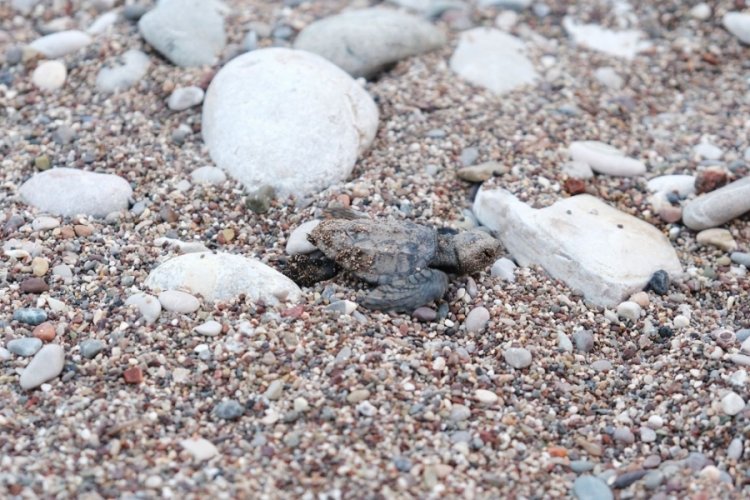 Antalya'da nesli tükenmekte olan caretta caretta 180 yuva ile rekora ulaştı!