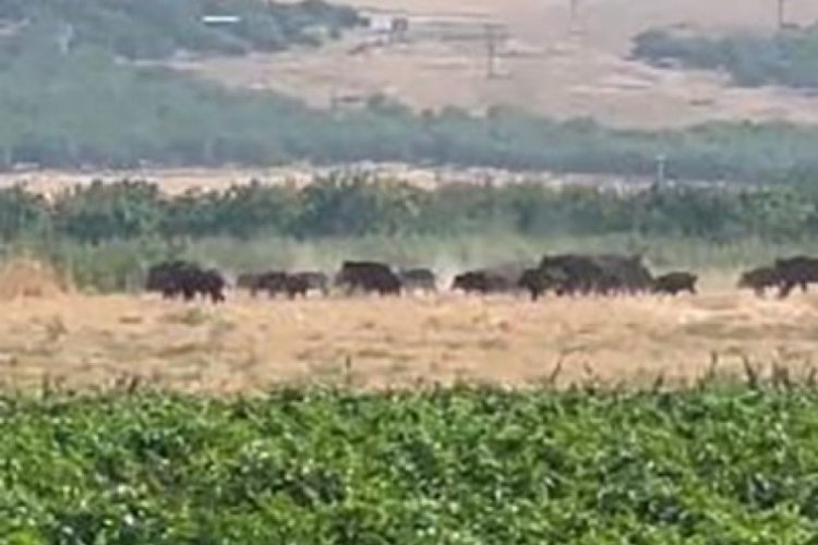 Elazığ'da  aç kalan domuz sürüsü tarlada kameralara yansıdı!