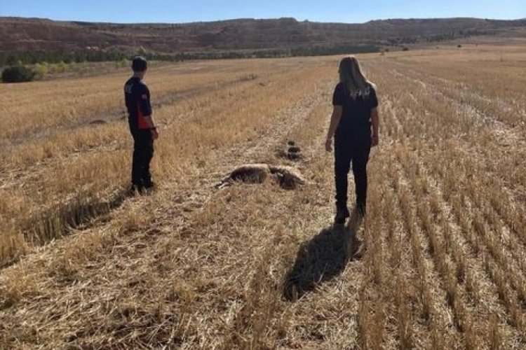 Sivas'ta 11 koyun telef olmuş halde bulundu