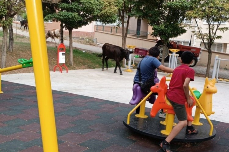 Bilecik'te parkta tehlike: B&uuml;y&uuml;kbaş hayvanlar &ccedil;ocuk parkında!