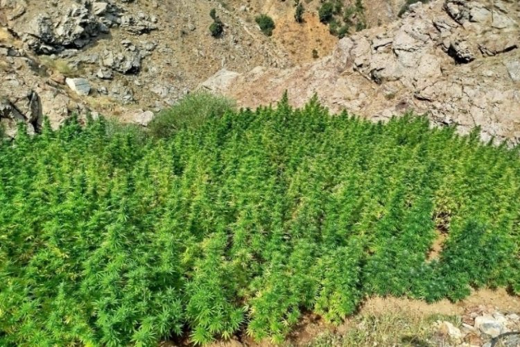 Bing&ouml;l'de 5 bin k&ouml;k kenevir bitkisi ele ge&ccedil;irildi