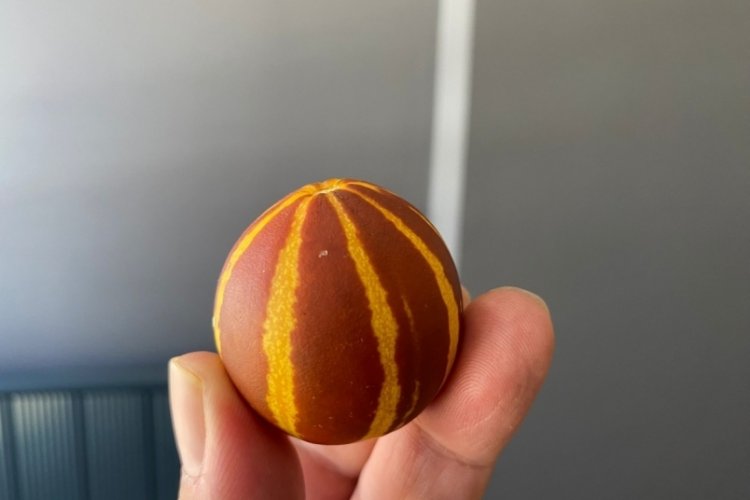 K&uuml;&ccedil;&uuml;kl&uuml;ğ&uuml; şaşırttı! G&ouml;renler g&ouml;zlerine inanamadı