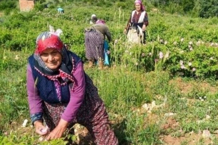 Isparta'da gülün fiyatı 90 lira olarak belirlendi