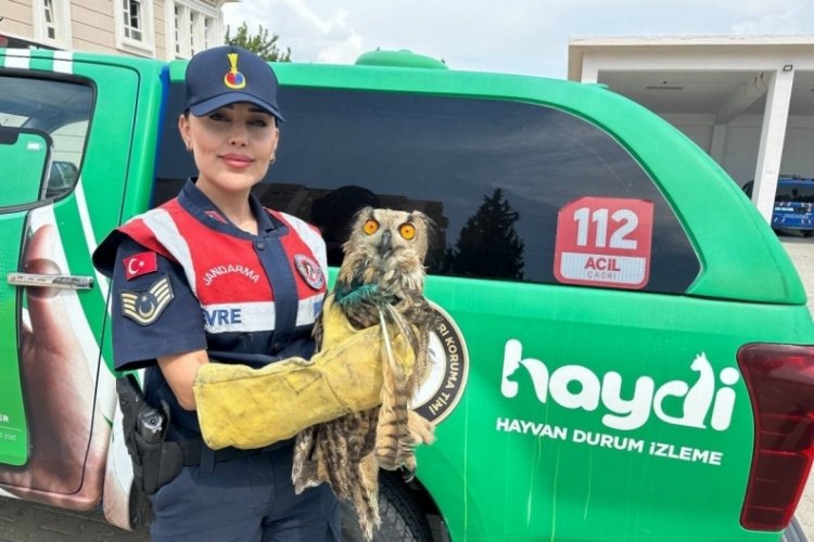 Aydın'da bitkin halde bulunan yaralı puhu kuşuna jandarma eli