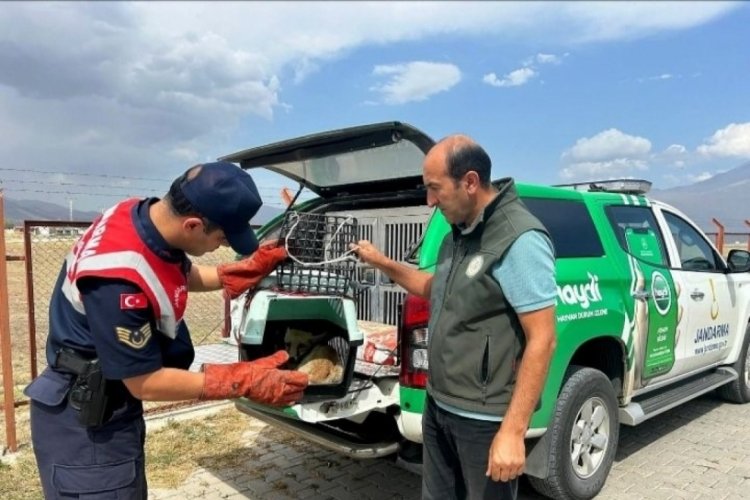 Ağrı'da yorgun d&uuml;şen tilkiye jandarmadan can suyu