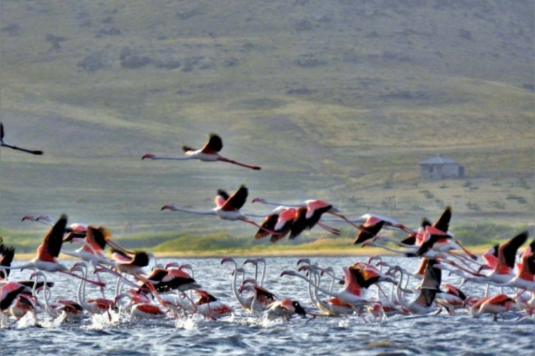 Van Gölü Havzası'nda flamingolara fotoğrafçılardan yoğun ilgi 