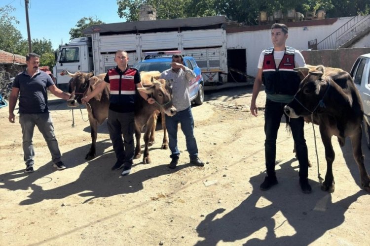 Ankara'da &ccedil;alınan 4 b&uuml;y&uuml;kbaş Aksaray'da bulundu