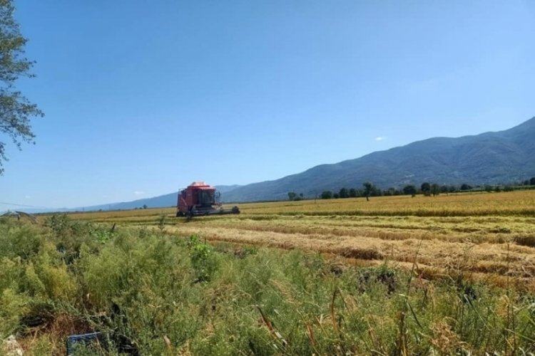 Bursa'da &Ccedil;eltik i&ccedil;in hasat telaşı başladı!