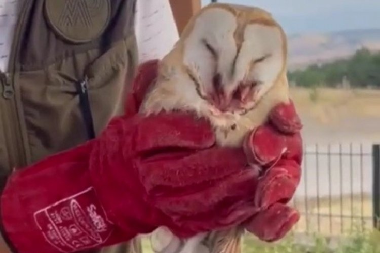Karab&uuml;k'te sağlığına kavuşan pe&ccedil;eli baykuş doğa yaşam alanına kanat &ccedil;ırptı!