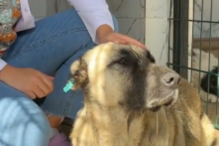 Mudanya Belediyesi'nden k&ouml;peklerin uyutularak toplandığına dair iddialara yanıt
