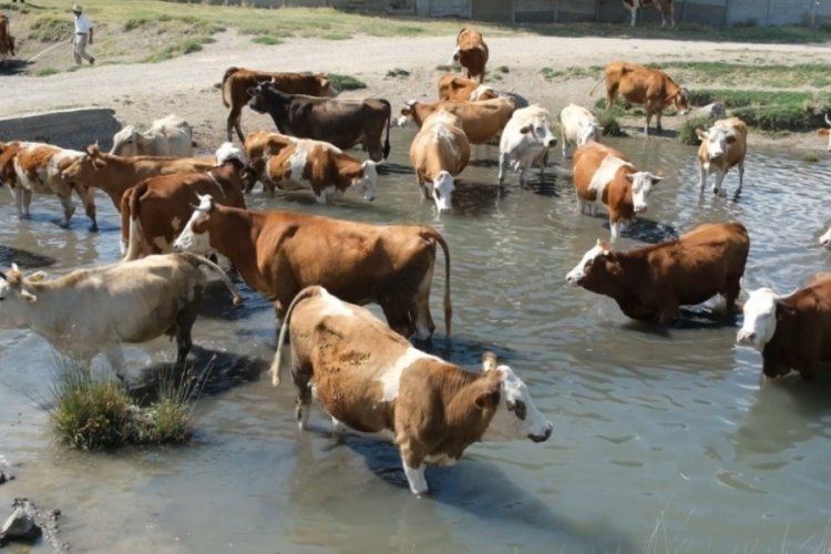 Erzincan'da bu kez mandalar değil, inekler serinledi