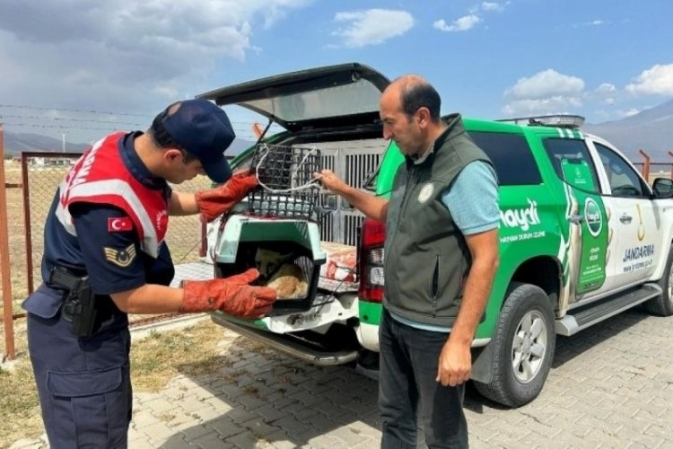 Ağrı'da yaralı yavru tilki'ye  jandarmadan şefkat eli