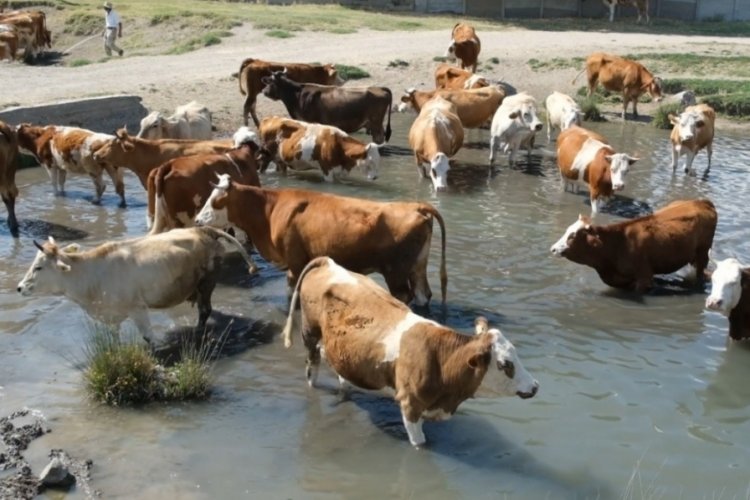 Erzincan'da aşırı sıcaklar bunalttı:B&uuml;y&uuml;k baş hayvanlar g&ouml;lette serinledi!