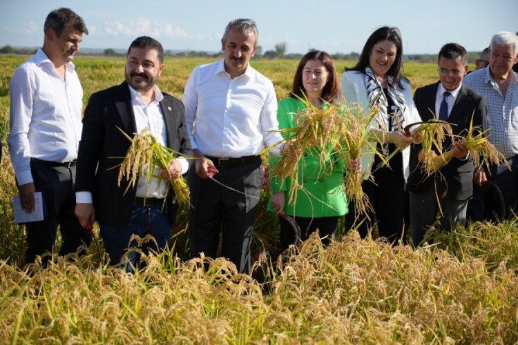 Edirne'de tarıma üç yeni pirinç çeşidi kazandırıldı