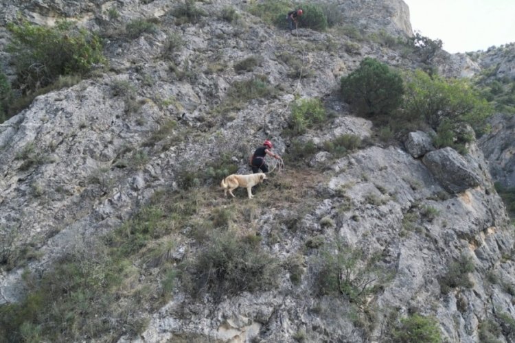 &Ccedil;orum'da 50 metre y&uuml;kseklikte mahsur kalan k&ouml;peği itfaiye ekibi kurtardı!