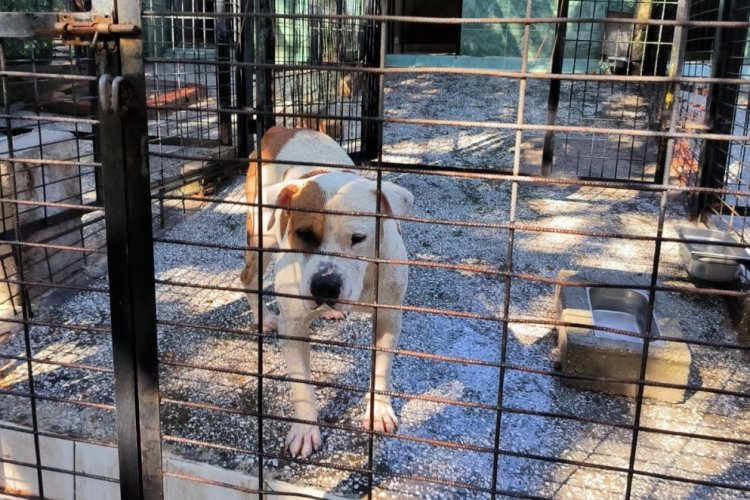 Osmangazi Belediyesi ata saldıran k&ouml;peği yakaladı!