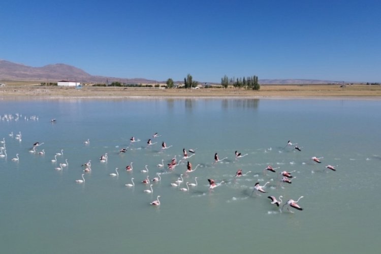 Bitlis'te flamingolar arin g&ouml;l&uuml;ne renk kattılar!