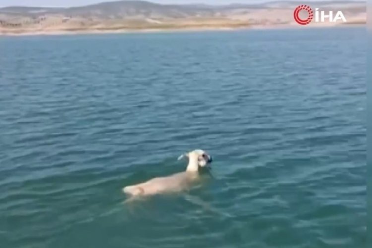 Balık avlamaya gittiler, koyun ile d&ouml;nd&uuml;ler!