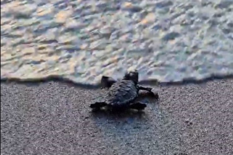 Aydın'da deniz kaplumbağası yavru caretta &ouml;zg&uuml;rl&uuml;ğ&uuml;ne kavuştu!