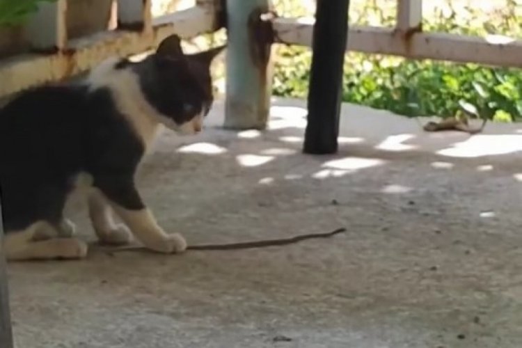 Elazığ'da kedi ile yılanın  oyunu kameralara yansıdı!