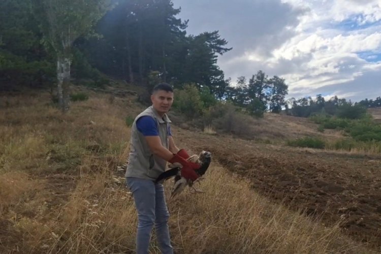 Isparta'da sağlığına kavuşan mısır akbabası kanat &ccedil;ırptı!