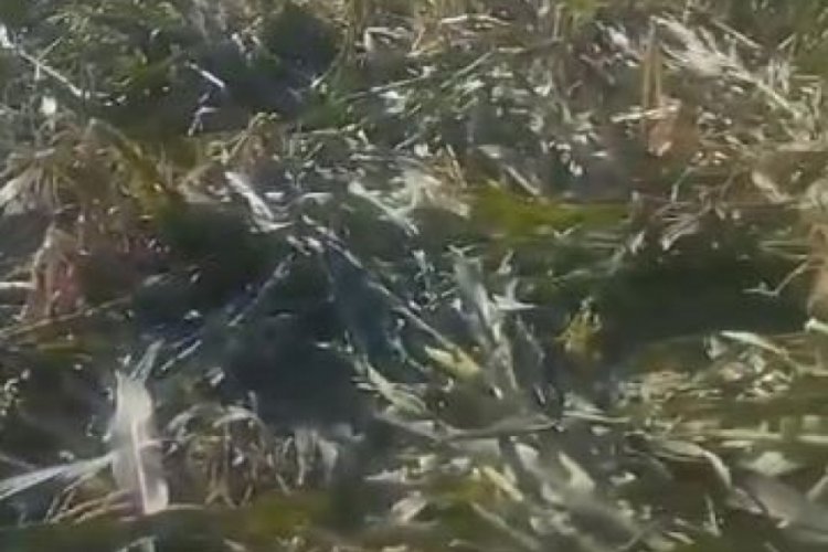 Elazığ'da domuz s&uuml;r&uuml;s&uuml; ekili mısır tarlasını talan etti!