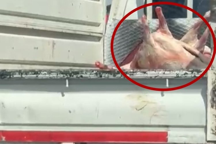 Trafikte mide bulandıran g&ouml;r&uuml;nt&uuml;ler! Kamyonetin kasasında...
