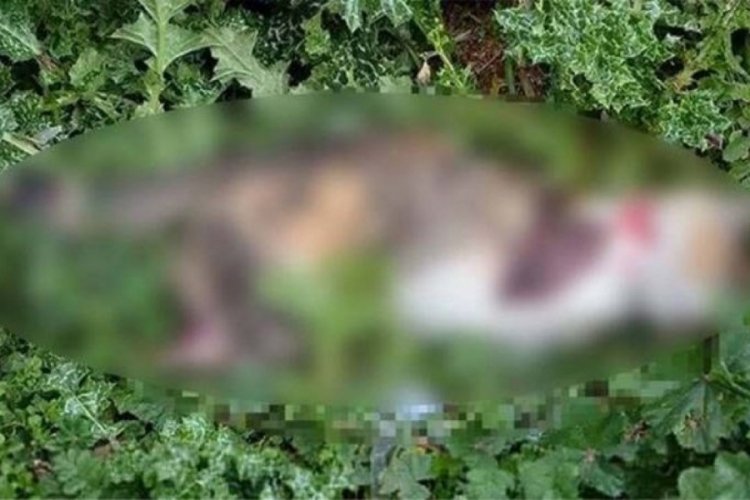 Manisa'da bacakları kesilmiş kedi cesedi bulundu