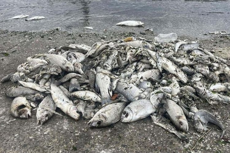 İzmir K&ouml;rfezindeki balık &ouml;l&uuml;mlerinden sonra satışlar yarı yarıya d&uuml;şt&uuml;!