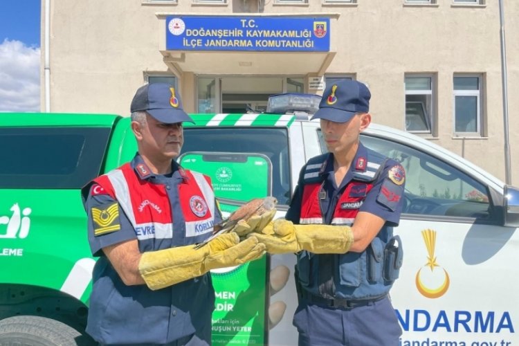 Malatya'da yaralı atmaca tedavi altına alındı!