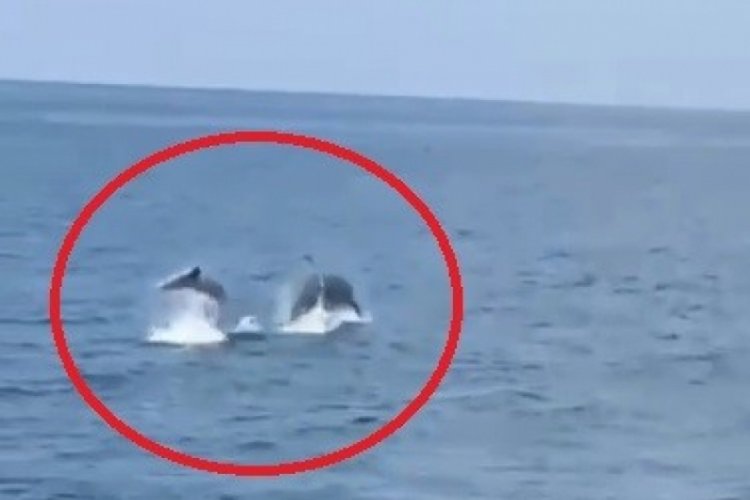 Hatay'da yunus balıkların şovu g&ouml;renleri mest etti!