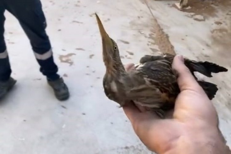 Bursa'da nesli t&uuml;kenmekte olan kuşu doğaya saldılar